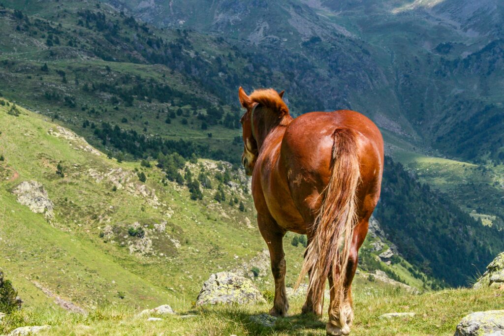 pexels-photo-31993611-31993611 A solitary horse overlooks the scenic Pyrenees mountains in Andorra, showcasing nature's beauty.
